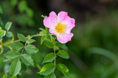 Bahar zamanı açan güzel bir yaban gülünün yakınında.
