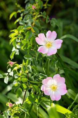 Bahar zamanı açan güzel bir yaban gülünün yakınında.