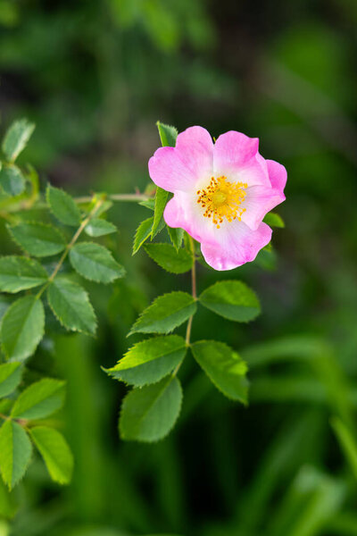 Close up of a blooming beautiful wild rose in spring time