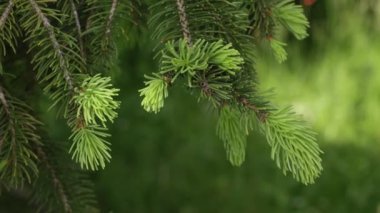 Doğada yeşil bir ladin üzerine yeni tomurcuklar yakın