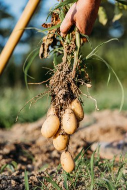 Taze toplanmış patates kökü taşıyan çiftçi, patates topluyor.