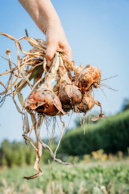 Kadın el ele tutuşup taze soğan topluyor.