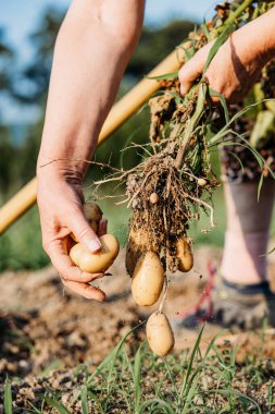 Taze toplanmış patates kökü taşıyan çiftçi, patates topluyor.
