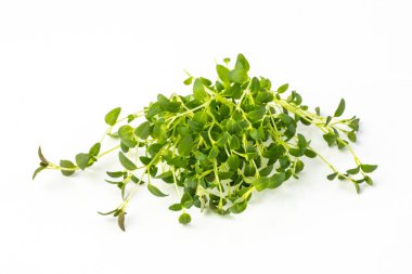 Taze organik kekik mikroyeşillikleri taze yeşil yapraklar ve beyaz arka planda izole edilmiş gövdeler. Sağlıklı yemek, vejetaryen gıda, organik tarım ve beslenme kavramları için mükemmel..