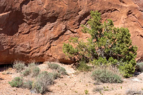 科罗拉多国家纪念馆内一条小径上的红色砂岩和原生植物 — 图库照片