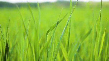 Uzun yeşil çimenler rüzgarda sallanıyor. Genç buğday filizleri. Soyut arkaplan. Seçici odak.