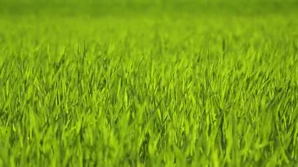 Молодые Большие Зеленые Стебли Пшеницы Сельскохозяйственное Поле Свежей Травы Солнечный — стоковое видео