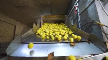 Sarı elmaları otomatik olarak metal bir taşıyıcı konteynıra döküyorlar. Konserve fabrikası.