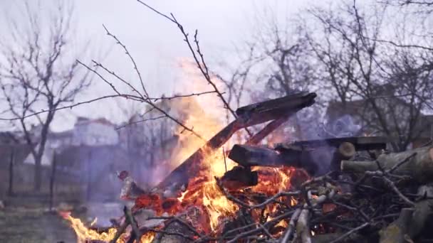 Bonfire Backyard Burning Tree Branches Cleaning Garden Man Throws Branch — Stock Video