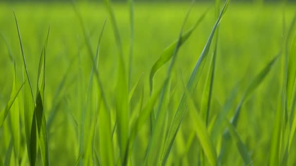 Fresh Green Young Leaves Winter Wheat Field Blurred Green Background — 비디오