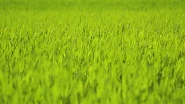 Grande Campo Grama Verde Jovem Alta Caules Brotados Trigo Balançam — Vídeo de Stock