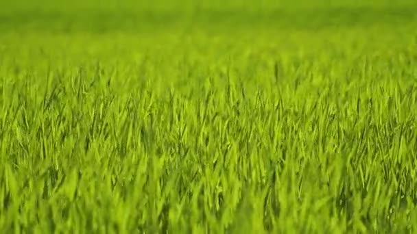 Longos Talos Verdes Cereais Campo Oscilam Vento Dia Ensolarado Primavera — Vídeo de Stock