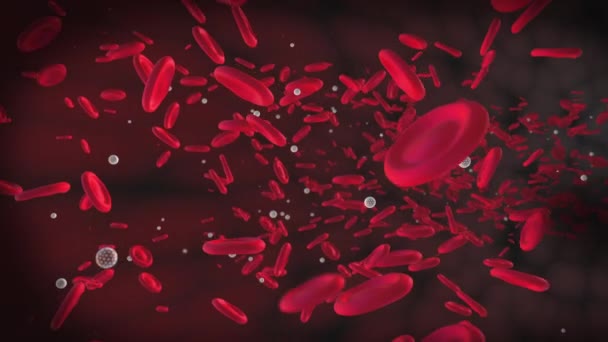 血浆中的红血球运动缓慢 白血球和血液中的红细胞 3D渲染血液 动画可视化 — 图库视频影像