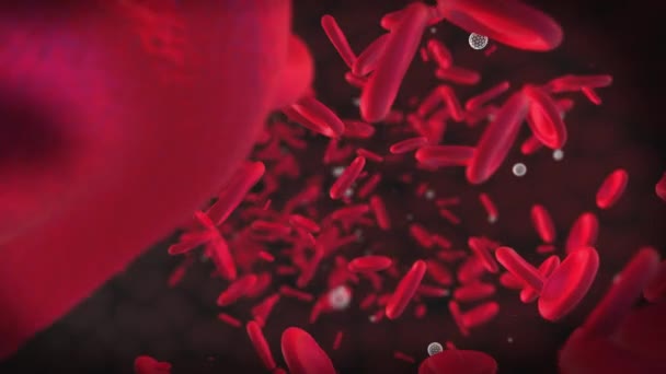 Mozgó Vérsejtek Vörösvértestek Piros Kerek Részecskék Animációja Véráramlás Erekben — Stock videók