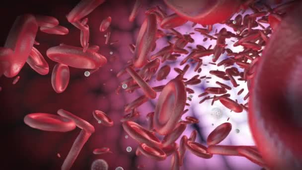 Vörösvérsejtek Egy Artériában Mozognak Kerek Vörösvértestek Fehér Részecskék Animációja Vérplazmában — Stock videók