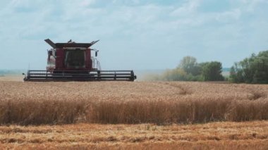 VINNYTSIA, UKRAINE - 19 Temmuz 2020: Kulakları rüzgarda sallanan olgun buğday tarlası. Hasat makinası, ağaçların arka planına ve mavi gökyüzüne tahıl ekiyor..