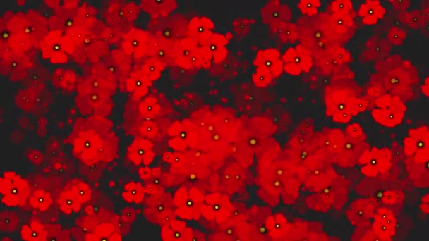 Piros Mákvirág Fekete Háttérrel Absztrakt Hurkolt Mozgási Grafika Forgató Flóra — Stock videók