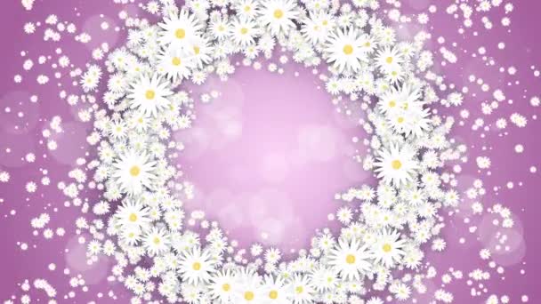 Floraler Runder Rahmen Auf Rosa Federgrund Kleine Fliegende Gänseblümchen Blühen — Stockvideo