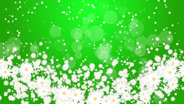 Białe Stokrotki Kwiaty Zielonym Abstrakcyjnym Tle Chaotyczna Abstrakcyjna Rotacja Elementów — Wideo stockowe