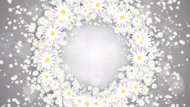 Gri renkli arka planda yuvarlak papatya çelenkleri. Soyut parçacıklarla küçük uçan papatyalar. Döngülü tatil animasyonu.