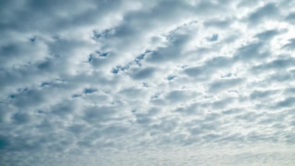 Weiße Altocumuluswolken Den Strahlen Der Morgensonne Die Bewegung Flauschiger Wolken — Stockvideo