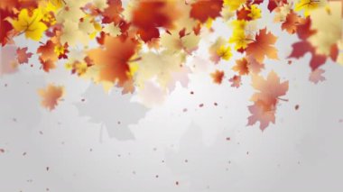 Sonbahar sarısı ve kırmızı akçaağaç yaprakları tepeden tırnağa dökülüyor. Metin için alanı olan gri arkaplan. Uzayı kopyala Döngülü canlandırma.