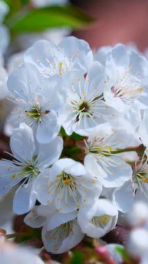 Gün ışığında çiçek açan ağaç. İlkbaharda rüzgarda sallanan bir ağacın güzel beyaz çiçekleri dalları. Bulanık arka planda çiçek dalı. Yakın plan. Dikey video.
