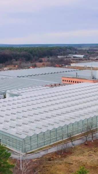 Légi Felvétel Nagy Méretű Üvegházak Ipari Léptékű Üvegházakban Nőni Függőleges — Stock videók