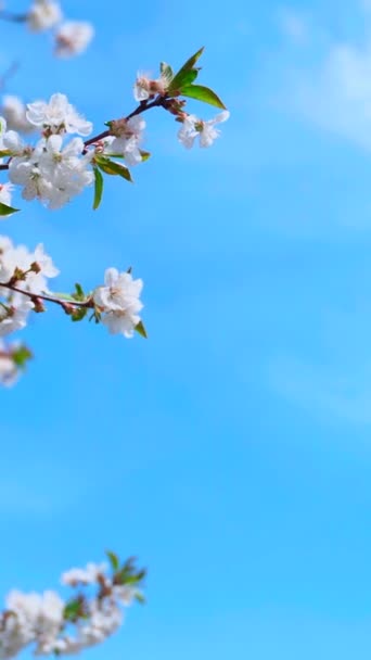 咲いている木の枝 晴れた春の日に青空に向かって果実の木の白い花 スペースをコピーする バーティカルビデオ — ストック動画