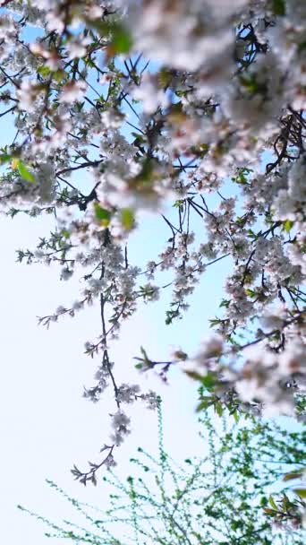 Kvetoucí Sakura Třešňové Větve Kolem Slunce Modré Obloze Svislé Video — Stock video