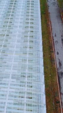 Seraların cam çatıları. Sebzelerle büyük sanayi seralarının üzerinde uçuyorlar. Dikey video.