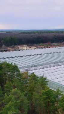 Hava görüntüsü. Ormanda tarım ürünleri yetiştirmek için büyük cam seralar. Dikey video.