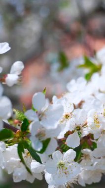 İlkbaharda açan bir ağacın dalında. Elma ağacının çiçekli dalları güneşli bir günde rüzgarda kolayca sallanır. Yakın plan. Dikey video.