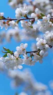 Mavi gökyüzünün altında çiçek açan dallar. Aydınlık bir bahar gününde bir meyve ağacının güzel beyaz çiçekleri. Dikey video.