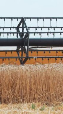 Tarladaki büyük modern birleşim buğday dikeni. Hasat biçme makinesi yakın plan çalışıyor. Tarım mevsimsel işleri. Dikey video.