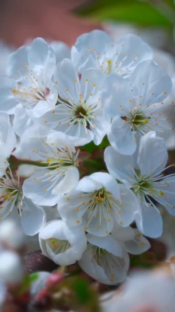 Stora Vita Blommor Körsbär Vårblommande Körsbärsträd Vertikal Video — Stockvideo
