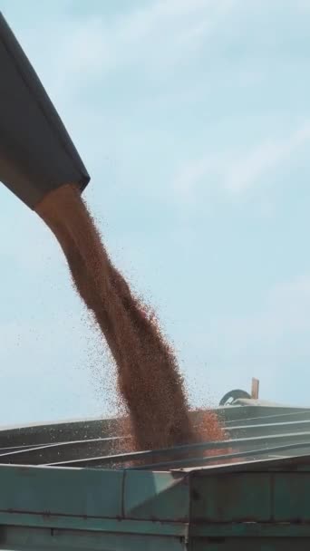 Harvester Spills Wheat Grain Back Truck Vertical Video — Stock Video