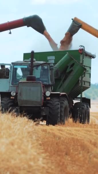 Два Комбайна Пшеничном Поле Выгружают Зерно Бункер Трактора Сельскохозяйственная Сезонная — стоковое видео