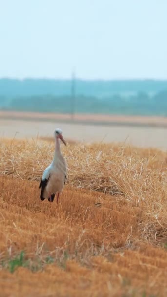 Big Bird Stork Field Mown Wheat Tractor Field Vertical Video — Stock Video