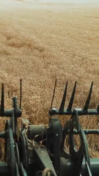 Harvester Reaper Mechanism Collects Ears Wheat Field View Cab Combine — Stock Video