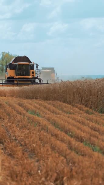 Harvesting Wheat Field Modern Harvester Mower Seasonal Agricultural Work Sunny — Stock Video