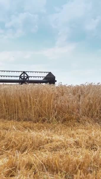 Комбайновые Машины Сельского Хозяйства Собирающие Пшеничное Поле Золотого Созревания Комбайн — стоковое видео