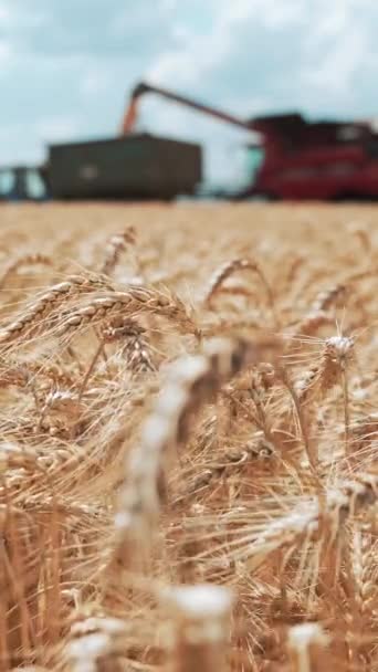 Yellow Field Ripe Ears Wheat Background Grain Unloading Combine Machine — Stock Video