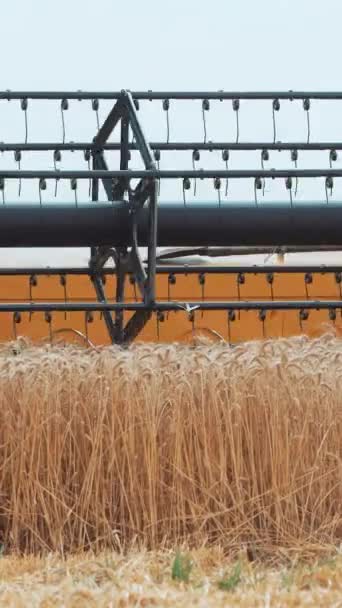 大的现代联合在田里修剪麦穗 收割机在工作的特写 农业季节性工作 垂直录像 — 图库视频影像