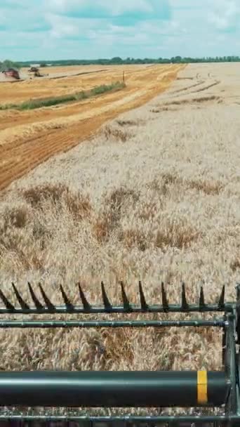 割草机的旋转割草机切割麦穗 从收割机的驾驶室观看 联合收割机在麦田上干活 垂直录像 — 图库视频影像
