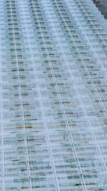 Endüstriyel seralar hava manzaralı. Sebze yetiştirmek için cam seralar. Dikey video.