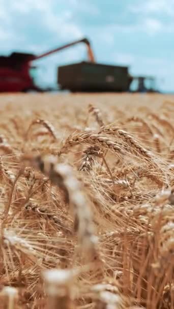 トラクター トレーラーに穀物を荷を下すことを結合して下さい 小麦の収穫について 小麦の黄金の耳を持つフィールド バーティカルビデオ — ストック動画