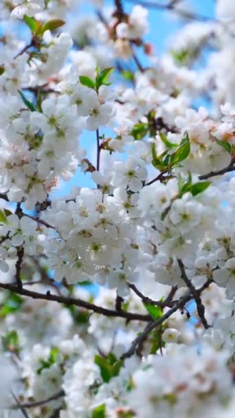 Witte Kersenbloemen Takken Zonnige Voorjaarstuin Verticale Video — Stockvideo