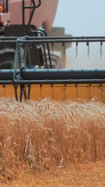 Harvester Mower Mechanism Cuts Wheat Spikelets Agricultural Harvesting Work Vertical — Stock Video