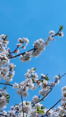 Mavi gökyüzüne karşı açan dallar. Berrak bir bahar gününde rüzgarda sallanan bir meyve ağacının güzel beyaz çiçekleri. Dikey video.